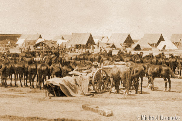 Horses At Camp Cody