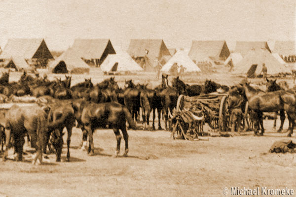 Horses At Camp Cody